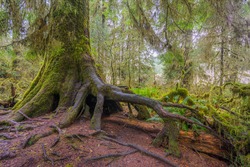 Amazing interlacing of the roots of large trees. Many trees and mosses grow from and over the fallen tree trunks. Hoh Rain Forest, Olympic National Park, Washington state, USA