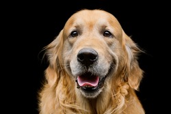 Closeup portrait of beautiful adult purebred labrador dog over black background