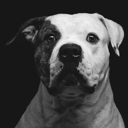 Closeup portrait of beautiful adult purebred american bulldog over black background