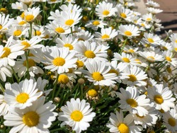 flower bed with white daisies on the street