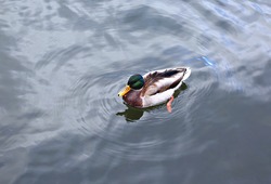 The duck swims on the waves of the lake