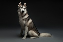 Studio portrait husky dog with serious look. Beautiful Siberian husky