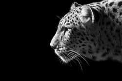Beautiful leopard portrait in black and white
