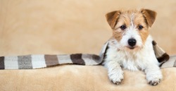 Smiling cute dog puppy lying on the sofa with a striped blanket on a beige background. Web banner with copy space, pet care concept.