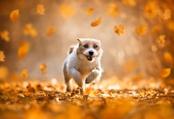 Funny happy cute pet dog puppy running, smiling in the leaves. Orange golden autumn concept.