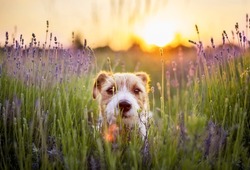 Cute small pet dog puppy looking in lavender flower herb field in summer at sunrise