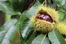 Edible chestnut fruits on the chestnut tree in the forest close up
