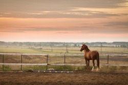 beautiful horse staying on stable at sunset