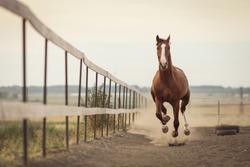 beautiful horse running in the stable