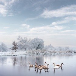 Swans family swims in the winter lake water in sunrise time. White adult swan and little grey chicks in frozen water on morning. Frosty snowy trees on background. Animal photography