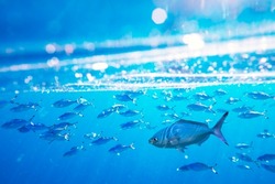School of swimming and feeding Caesio suevica fish in the Red sea water surface. Underwater photography, scuba diving and snorkeling background