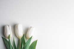 White tulip flowers on white paper. Easter and spring background