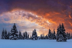 Incredible landscape with snow-covered conifers in a wintery mountain glade with a glowing sunset sky and bright orange clouds. Winter mountains background