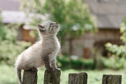 kitten on wooden fence close up