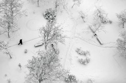 Aerial top view on a winter park with trees and footpath covered with snow. Lonely man walking through