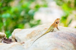 Oriental Garden Lizard, eastern garden lizard or changeable lizard on the rock against green background in natural garden