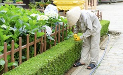 The Vietnamese Gardener at Work in Vietnam