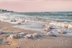 A large number of dead nasty jellyfish lie on the sandy shore strewn with jellyfish, lined with cold sea blue water on a warm evening windy evening on the Azav Sea