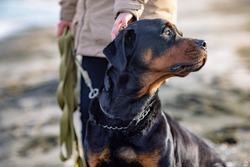 An unknown girl in a warm beige jacket stands on a sandy beach near the blue stormy sea, and scratches behind the ear of her faithful friend - a large beautiful educated dog of the Rottweiler breed