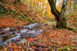 Mountain river with autumn leaves and boulders overgrown with moss in the autumn forest of the Carpathian Mountains