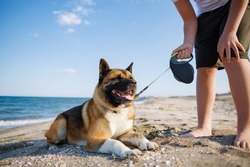 Cheerful kind teenage guy with blond hair and comfortable leash in his hands plays and walks with his big fluffy multi-colored dog of Akina Inu breed, on sandy wild sea beach along Black Sea
