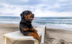 A large funny relaxed dog of the Rottweiler breed rests on a white large summer lounger, and performs the commands of its attentive unknown owner on a wild sea sandy beach