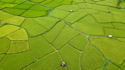Aerial view of the green and yellow rice field, grew in different pattern, soon to be harvested, Nan, Thialand