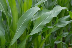 green mass of corn