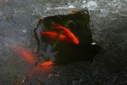 Red fish under the ice in the pond