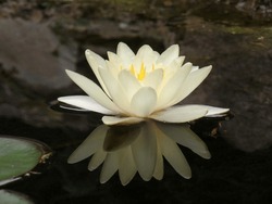 Waterlily white flower reflecting in the black water surface