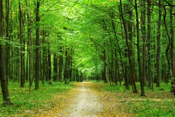 beautiful green forest in summer
