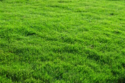  grass texture from a field