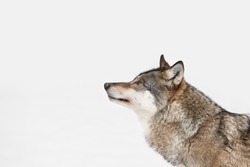 A profile of a Grey Wolf looking into the distance because its attention has been caught by movement on some higher ground to the left of frame.