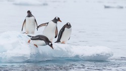 Gentoo Penguin runs over the snow in Antarctica