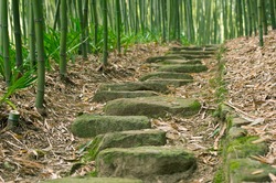 Stepping Stones in Bamboo Forest