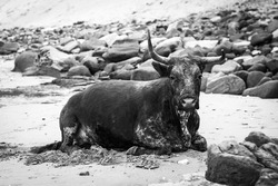 Cattle on the beach in the Transkei, South AFrica