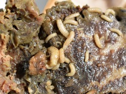 Maggots fly larvae decompose crawling in rotten meat