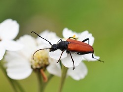 The longhorn beetle Anastrangalia sanguinolenta on a white flower