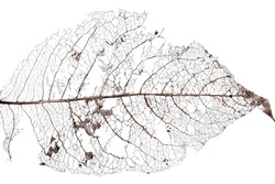 Close-up on old dead decaying  leaf on white background
