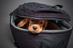English cocker spaniel dog sleep in photographer backpack with lens