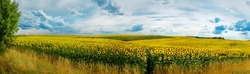 Panoramic view on sunflower field with sky