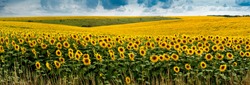 view on big Sunflowers field with clouds