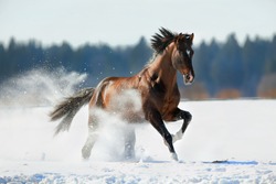 Horse gallops in winter