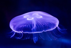 Closeup of Beautiful Moon Jellyfish (Aurelia aurita) Suspended in Water with a Soft Bioluminescence (Biological Glowing Light). A beautiful and relaxing sight.