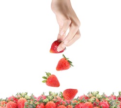 Fresh strawberries in hands isolated white background