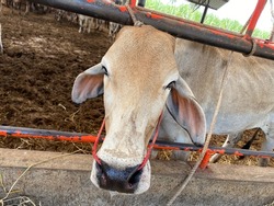  cow cry after rope  hole in the nose of an ox through  is passed for use as rein