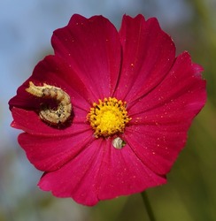 Fuchsia pink color Cosmos flower and fat worm