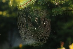 Spider web between the tree branches