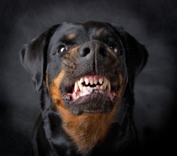 Rottweiler the girl of 6 years on a black background