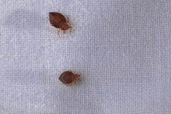 Threats Bed Bugs Bring To The Residents Of Sydney - ABC Pest Control